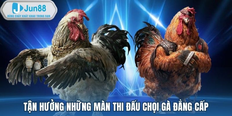 Tận hưởng những màn thi đấu chọi gà đẳng cấp